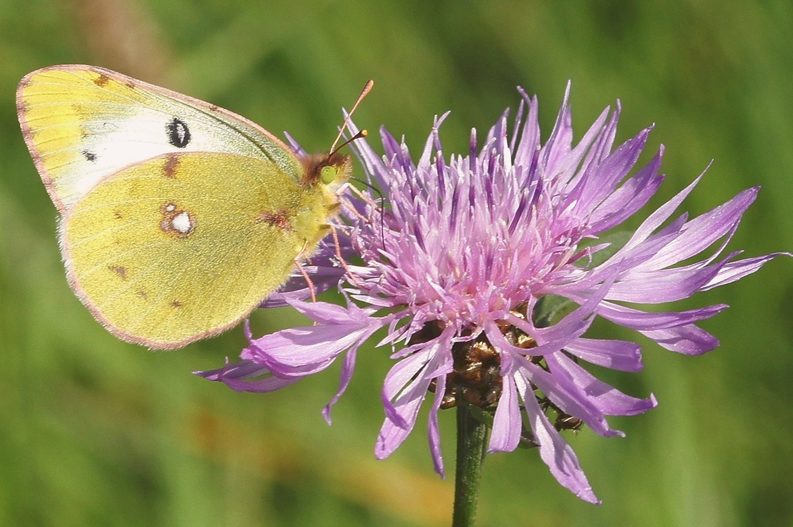 Goldene Acht im September