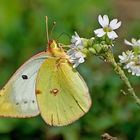 Goldene Acht oder der Gemeine Heufalter (Colias hyale)