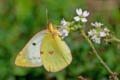 Goldene Acht oder der Gemeine Heufalter (Colias hyale)