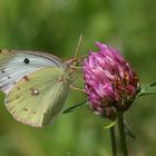 Goldene Acht oder Gemeiner Heufalter oder Pale Cloud Yellow (Colias hyale)