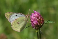 Goldene Acht oder Gemeiner Heufalter oder Pale Cloud Yellow (Colias hyale)