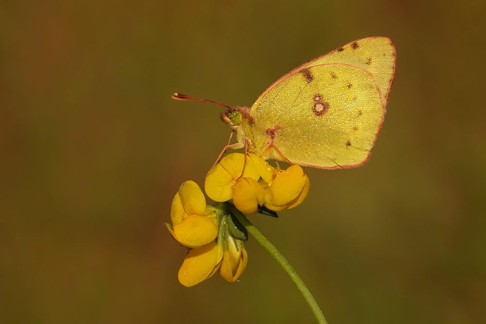 Goldene Acht oder Hufeisenklee-Gelbling