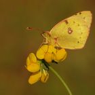 Goldene Acht oder Hufeisenklee-Gelbling