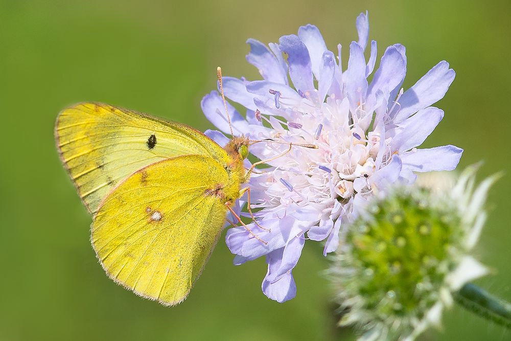 Goldene Acht oder Hufeisenklee-Gelbling