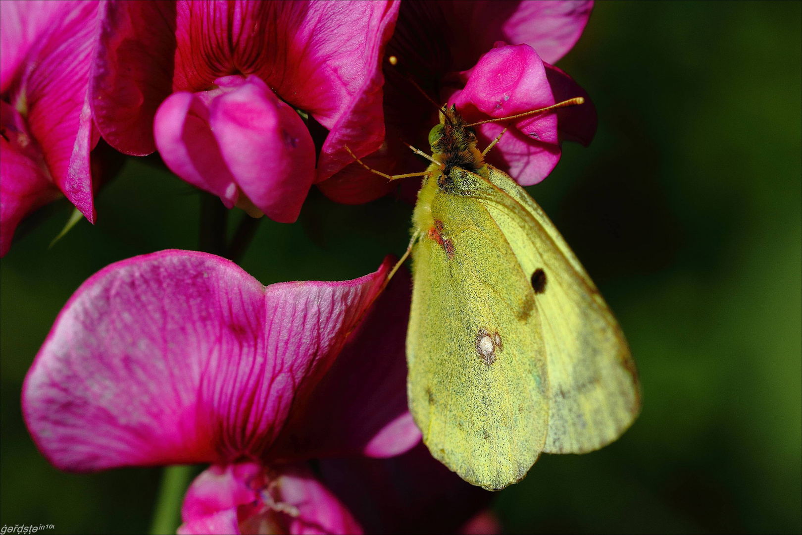 Goldene Acht Remstal