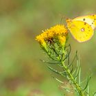 Goldene Acht - Schmetterling des Jahres 2017