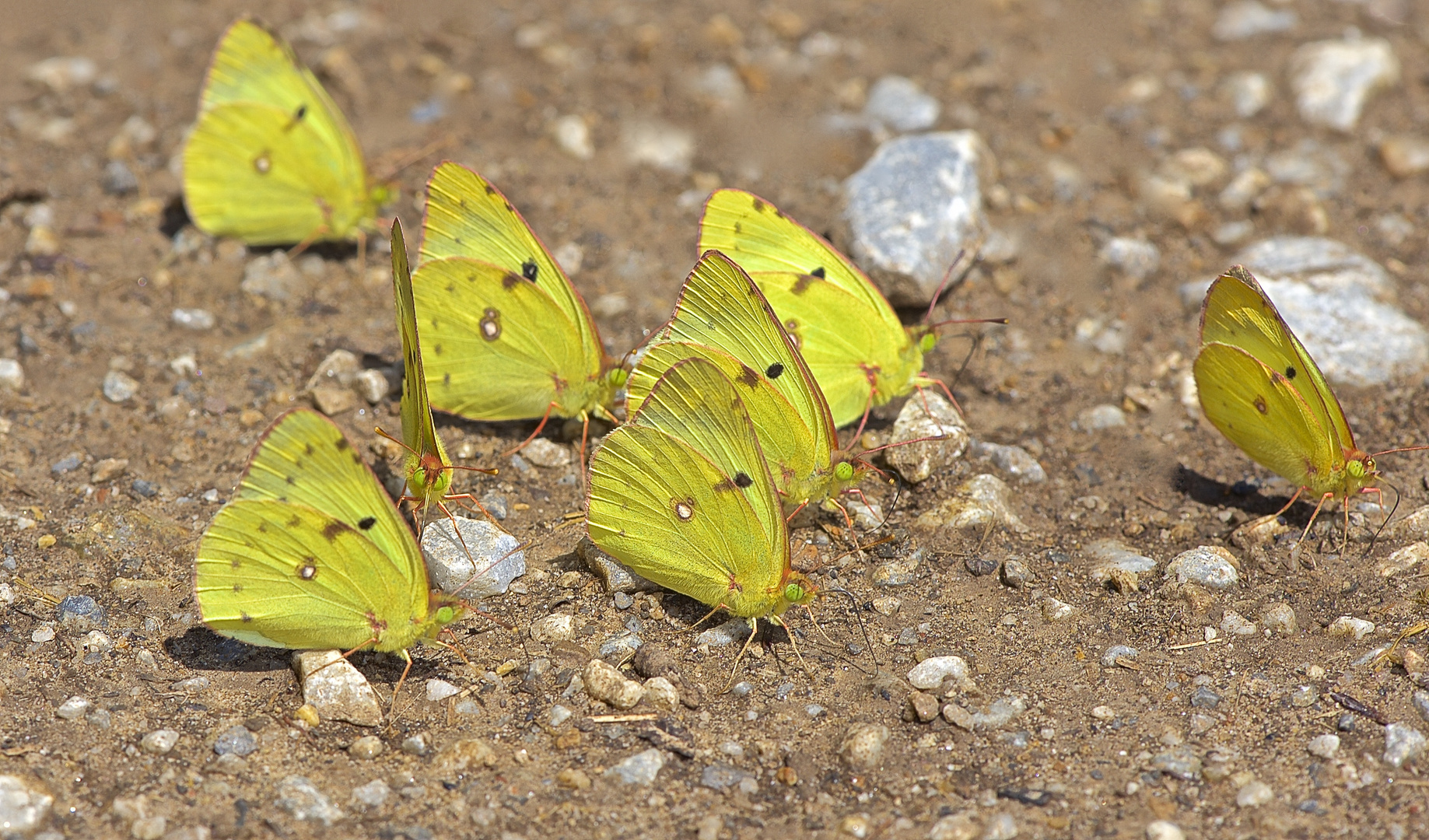 Goldene Acht-Treffen