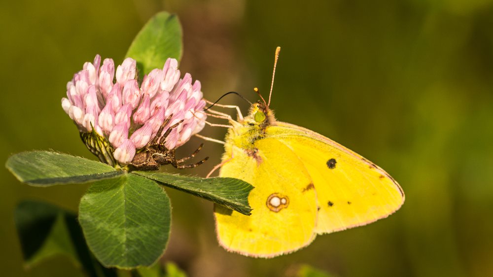 Goldene Acht und die Jagdspinne unter der Blüte beim Zugriff