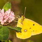 Goldene Acht und die Jagdspinne unter der Blüte beim Zugriff