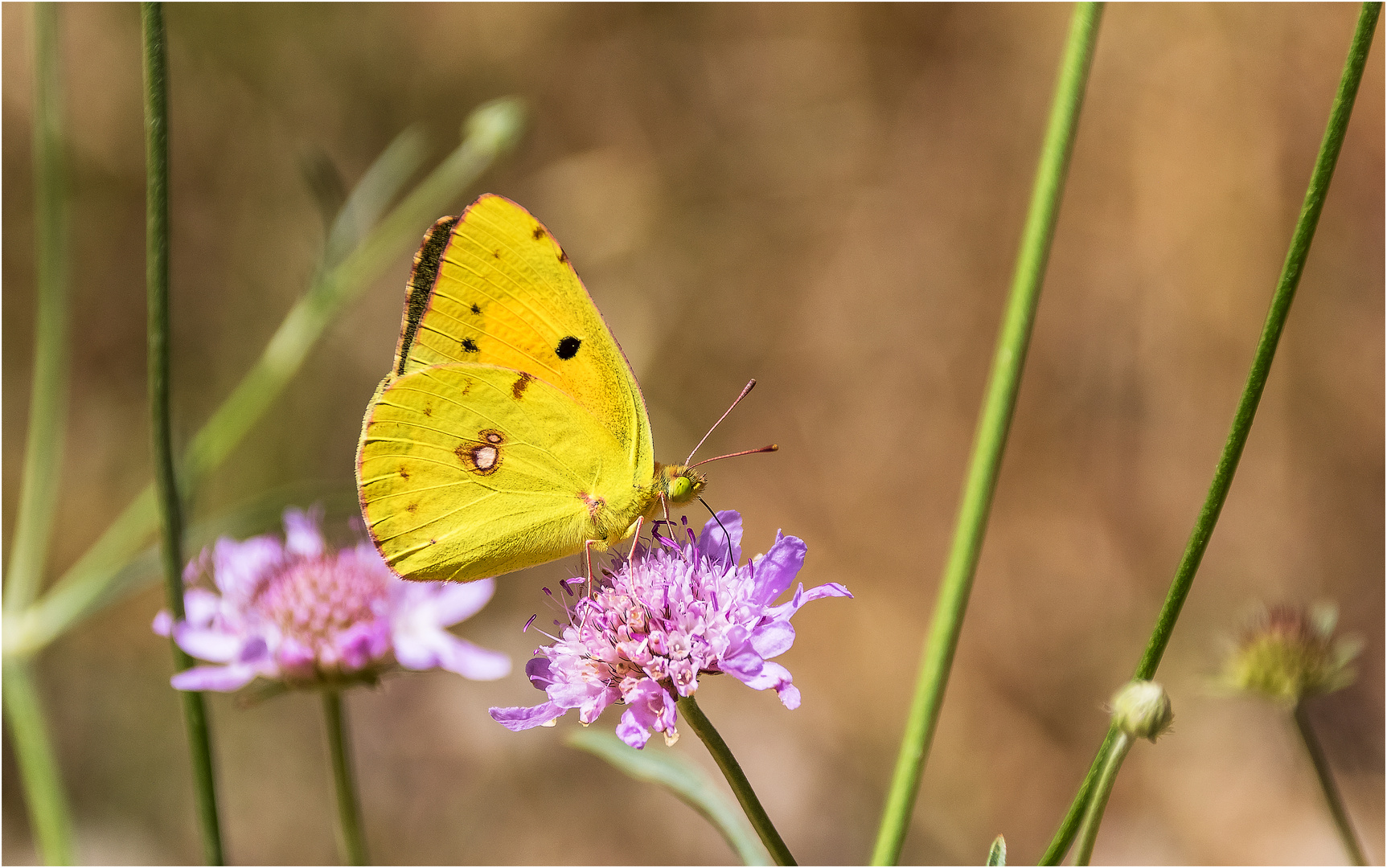 Goldene Acht von Kreta