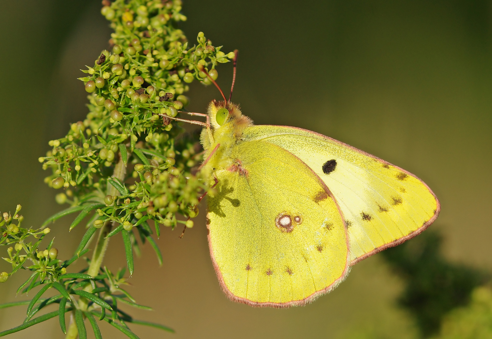 Goldene Acht Weibchen ( ? )