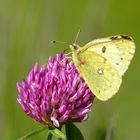 Goldene Acht - Weißkleegelbling