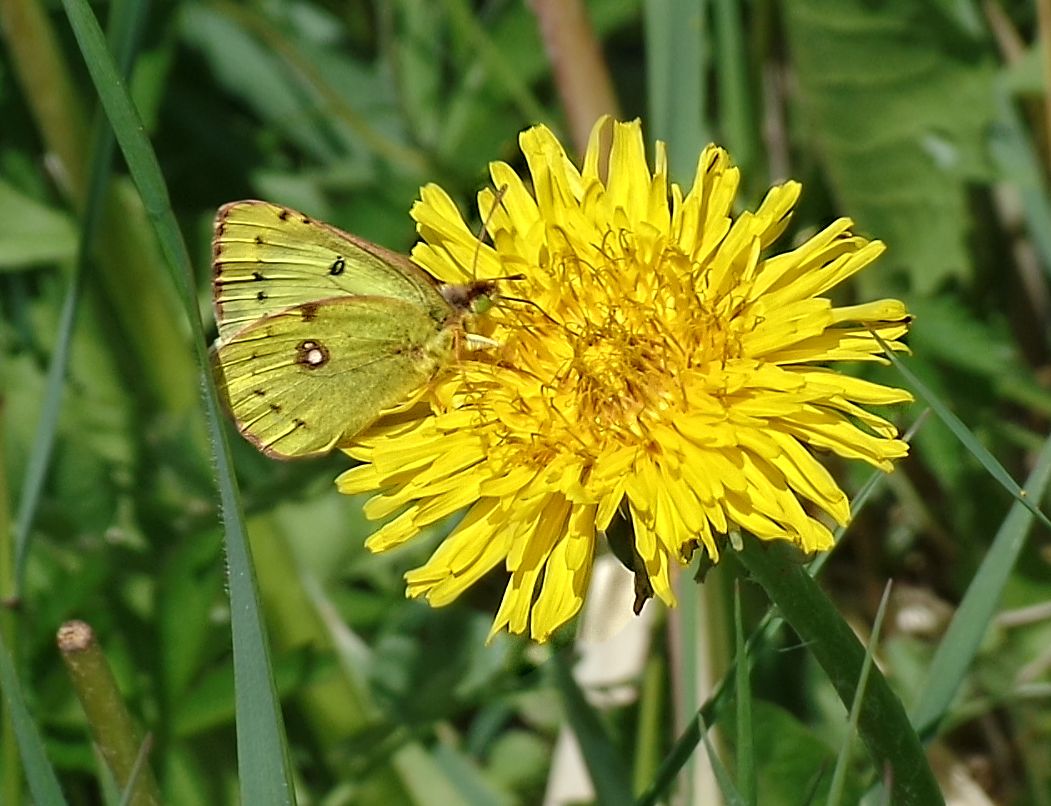 Goldene Acht - Weißkleegelbling