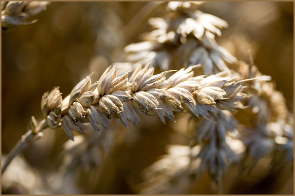 Goldene Ähre