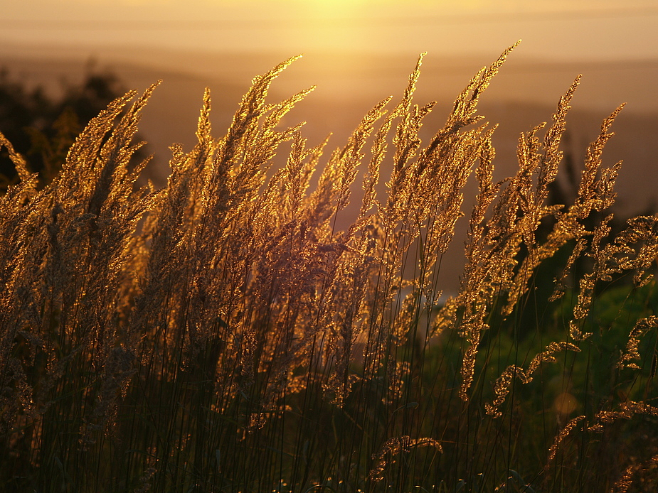 Goldene Ähren