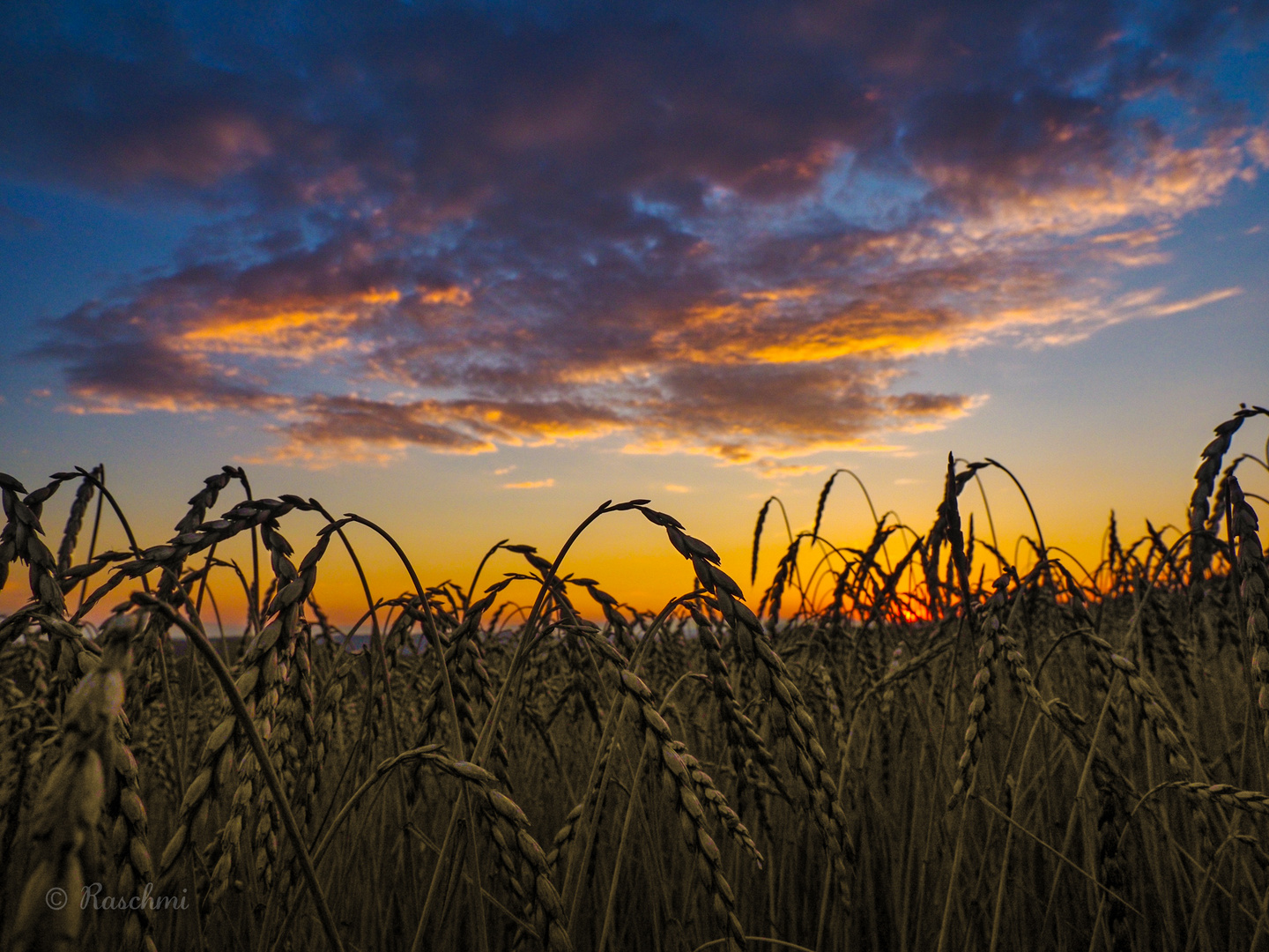 GOLDENE ÄHREN im ABENDROT