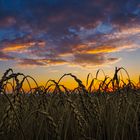 GOLDENE ÄHREN im ABENDROT