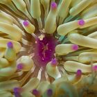 Goldene Anemone mit Glasgarnele