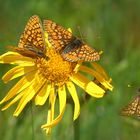 Goldene Annäherung