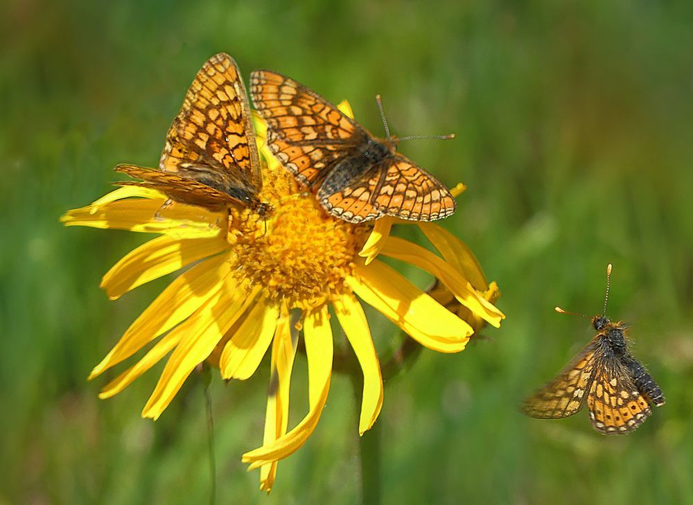 Goldene Annäherung