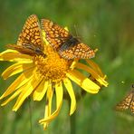 Goldene Annäherung