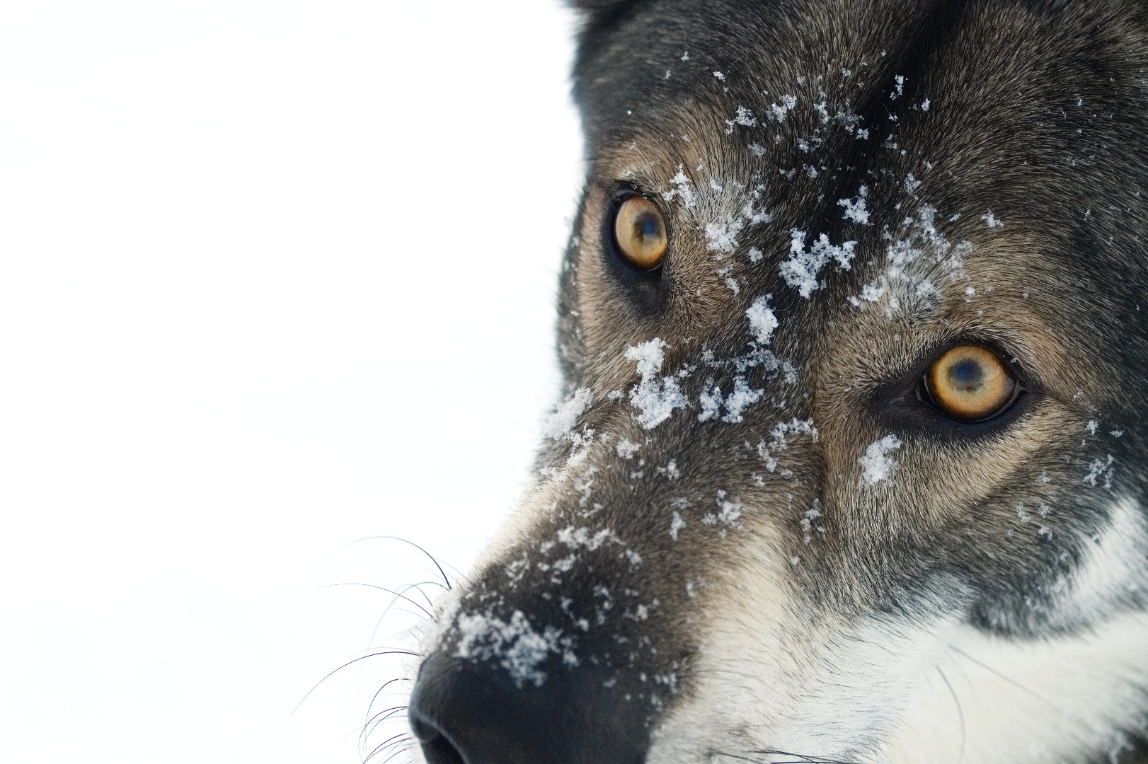 goldene Augen im Schnee