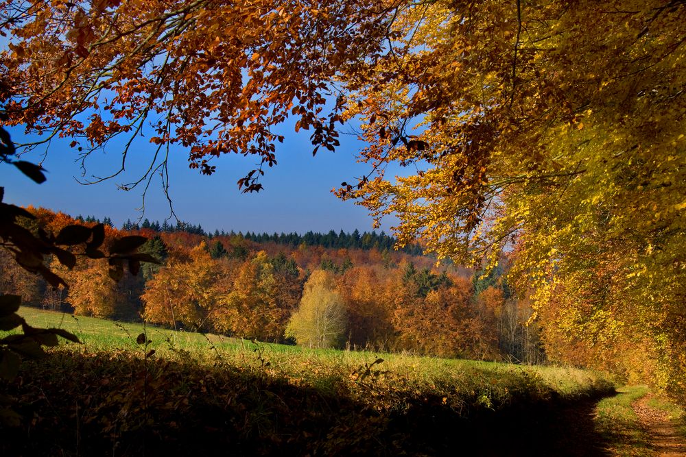 Goldene Aussicht von JacquelineK 