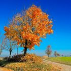 Goldene Baum