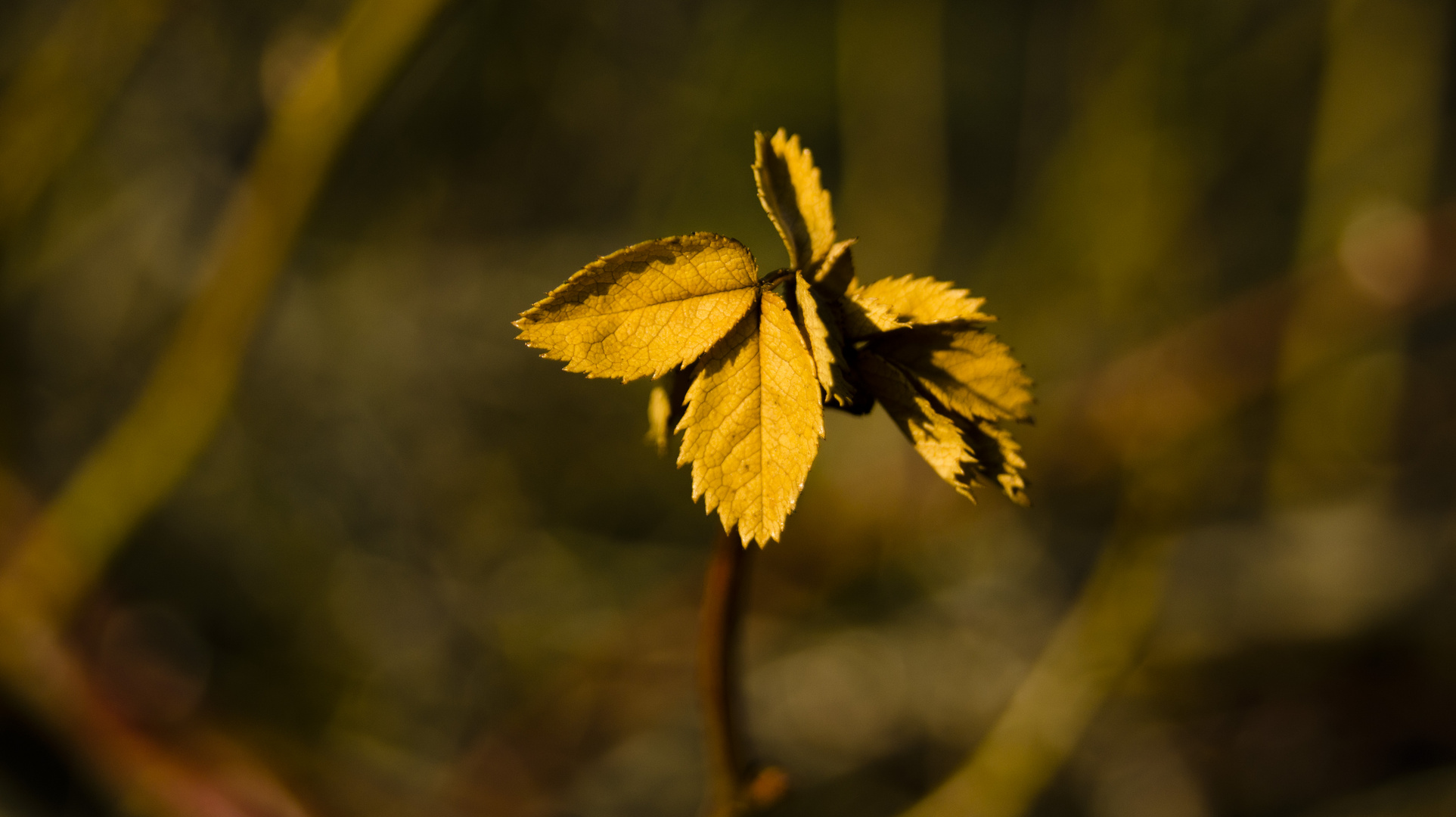 Goldene Blätter