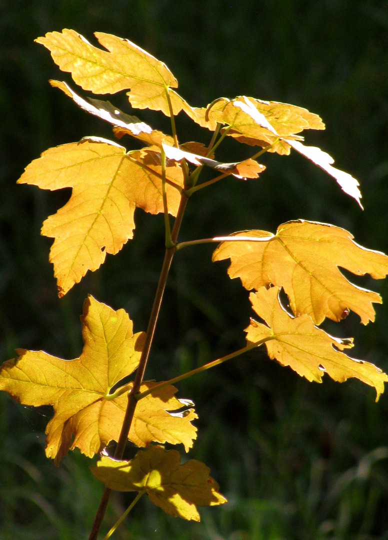 goldene Blätter