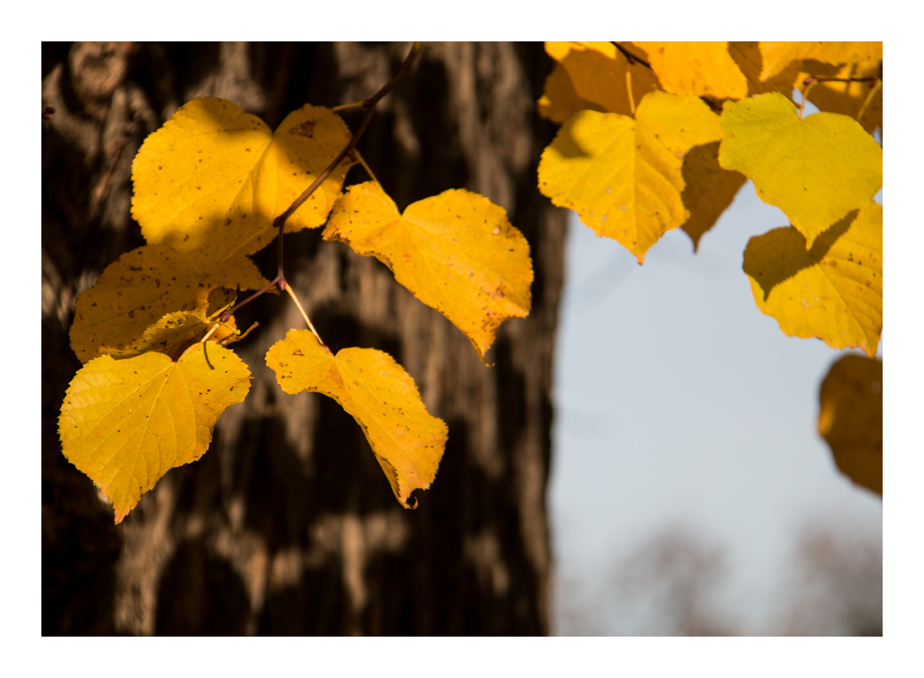 goldene Blätter