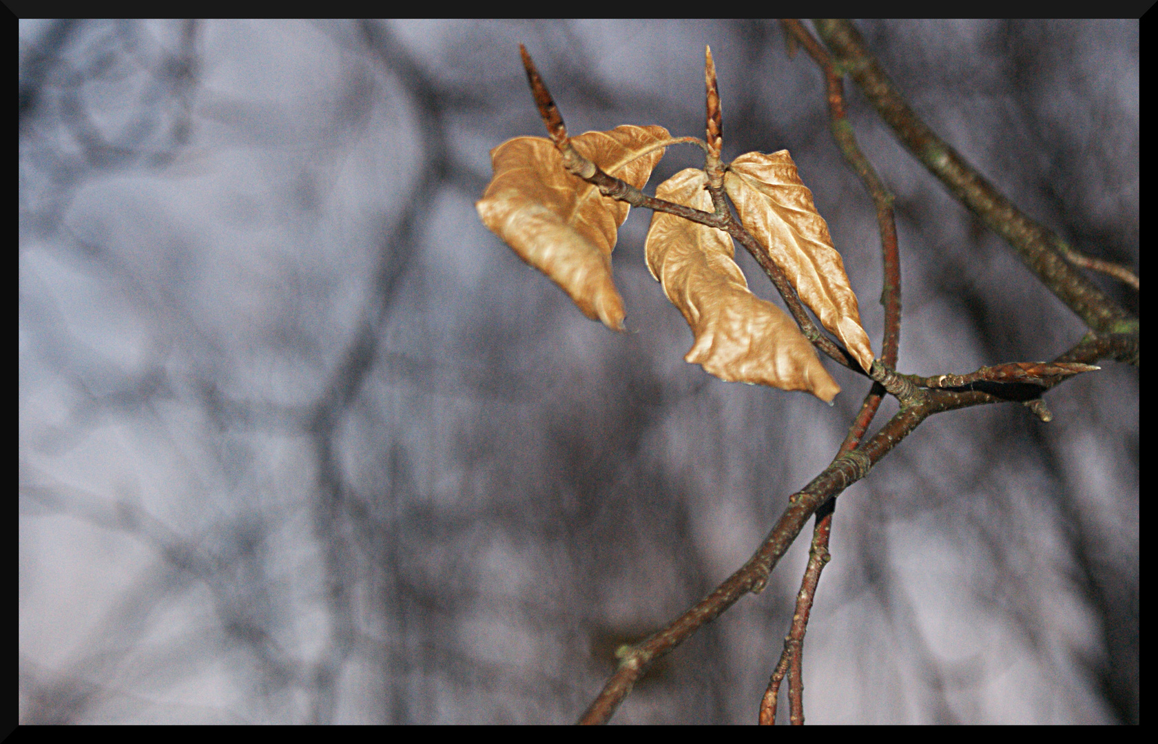 goldene Blätter