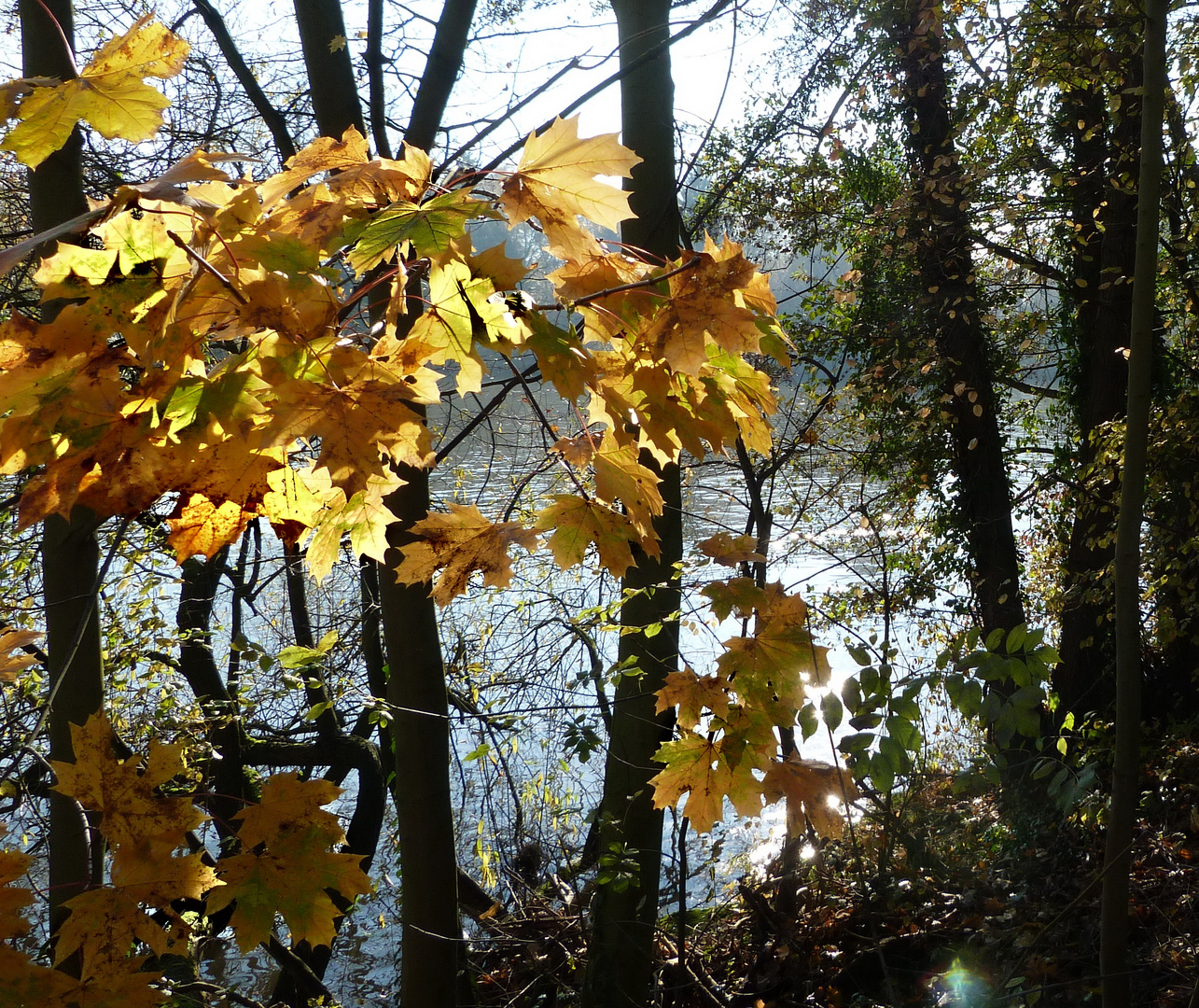 Goldene Blätter ...