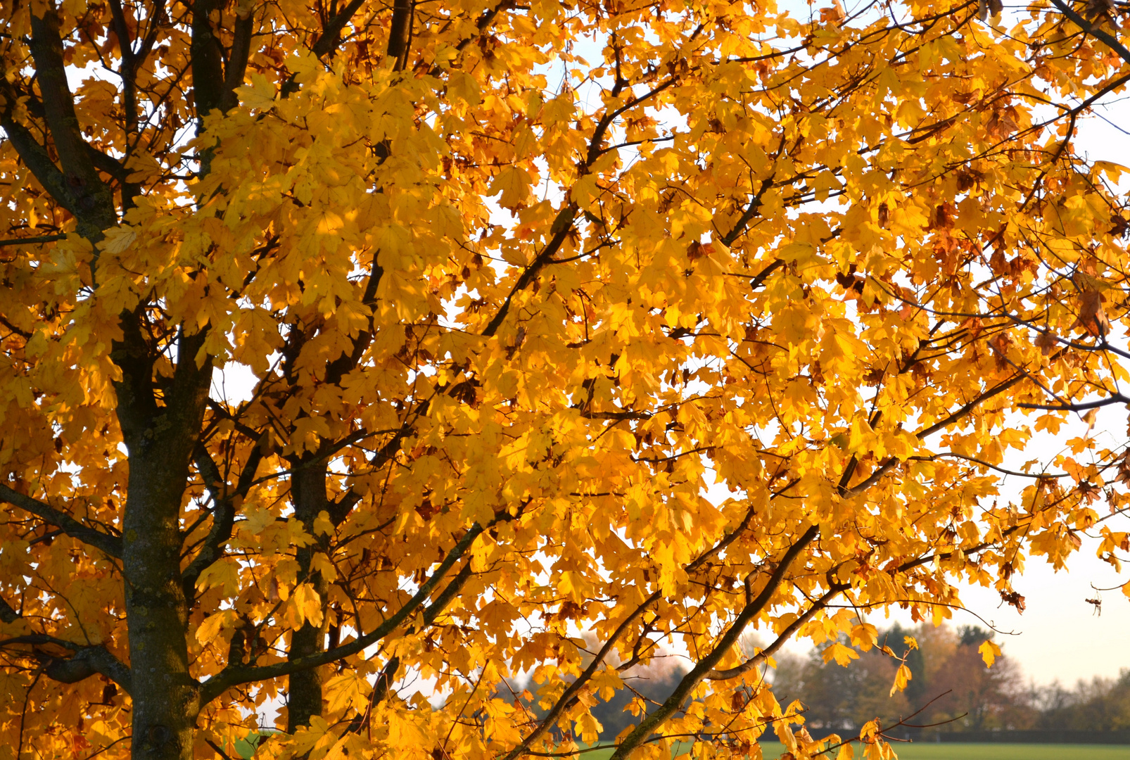 goldene Blätter