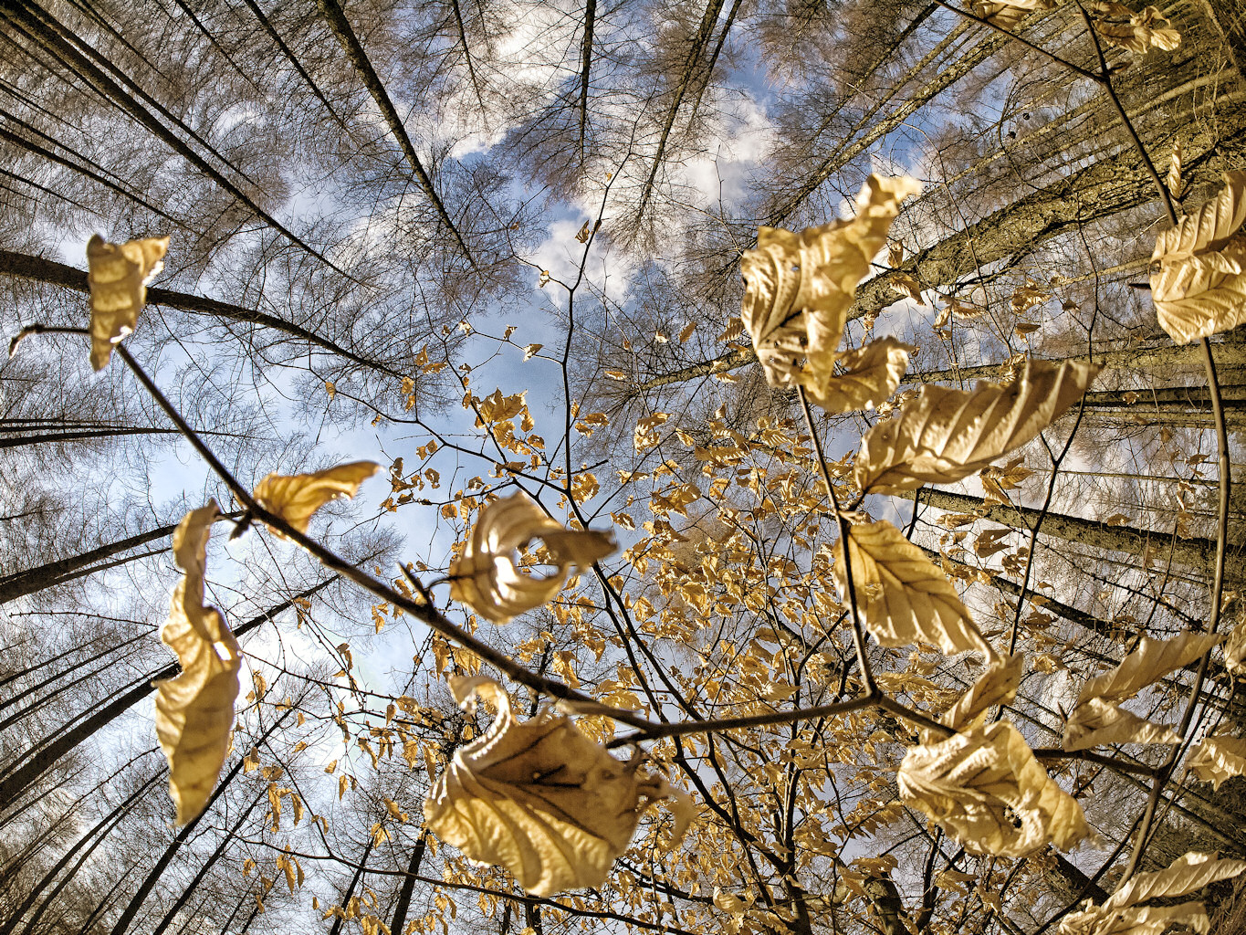 Goldene Blätter