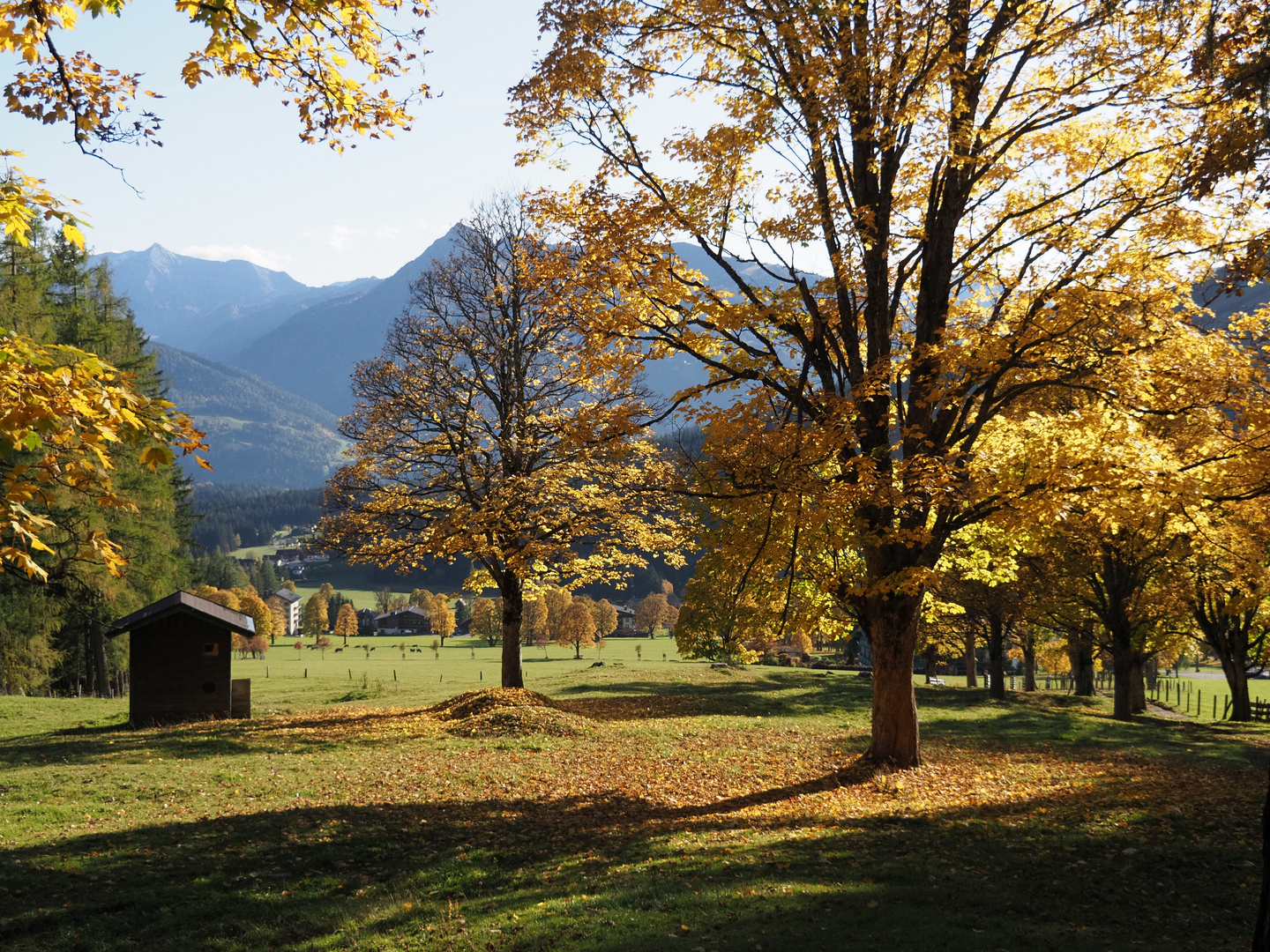 goldene Blätter