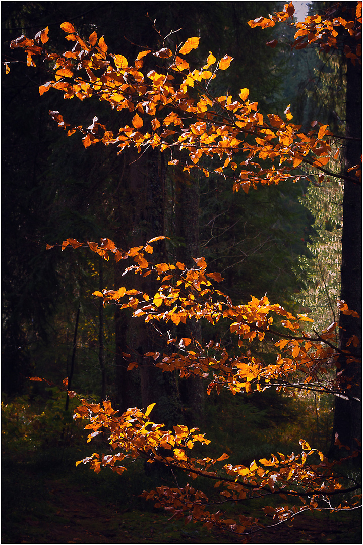 goldene Blätter