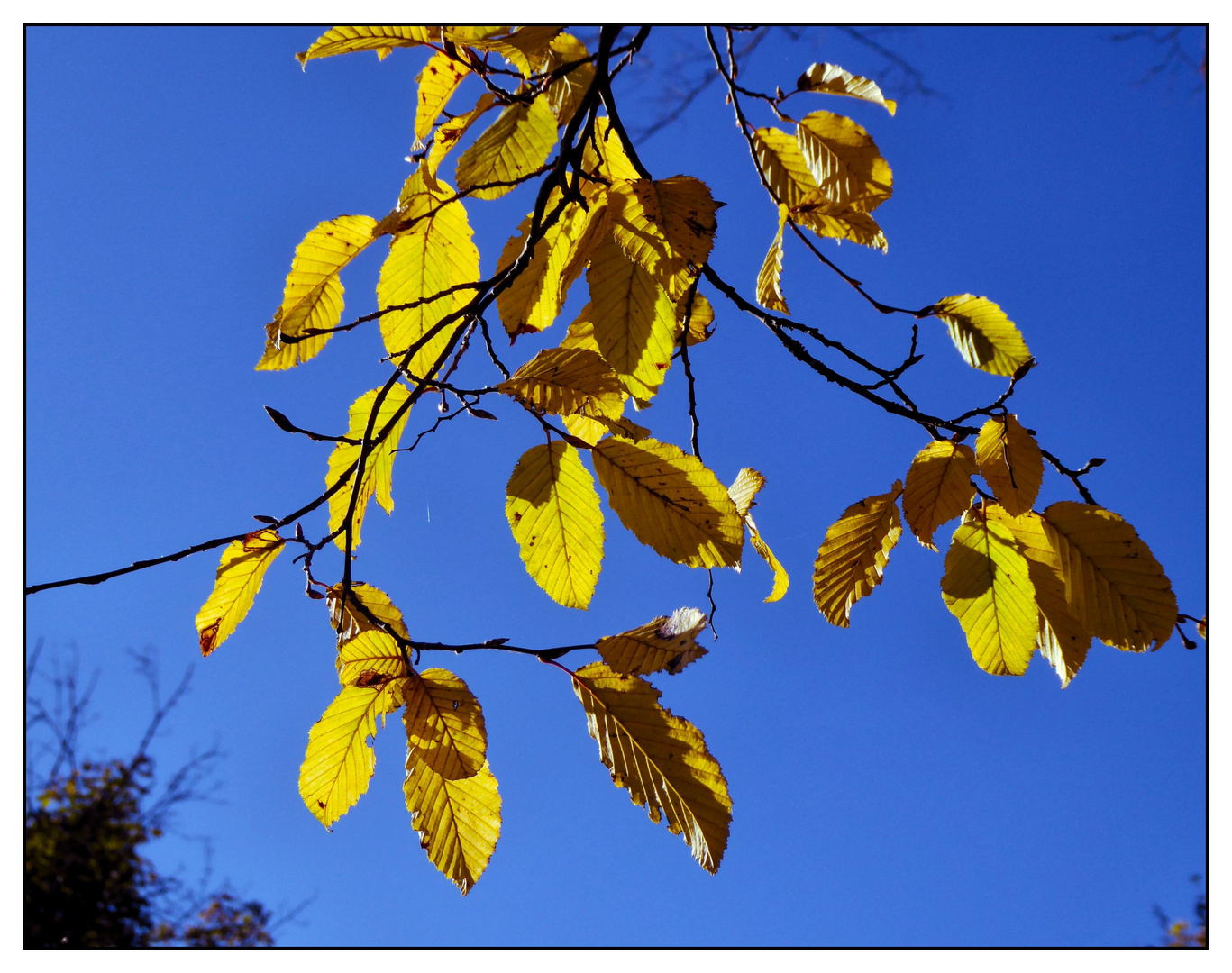 Goldene Blätter