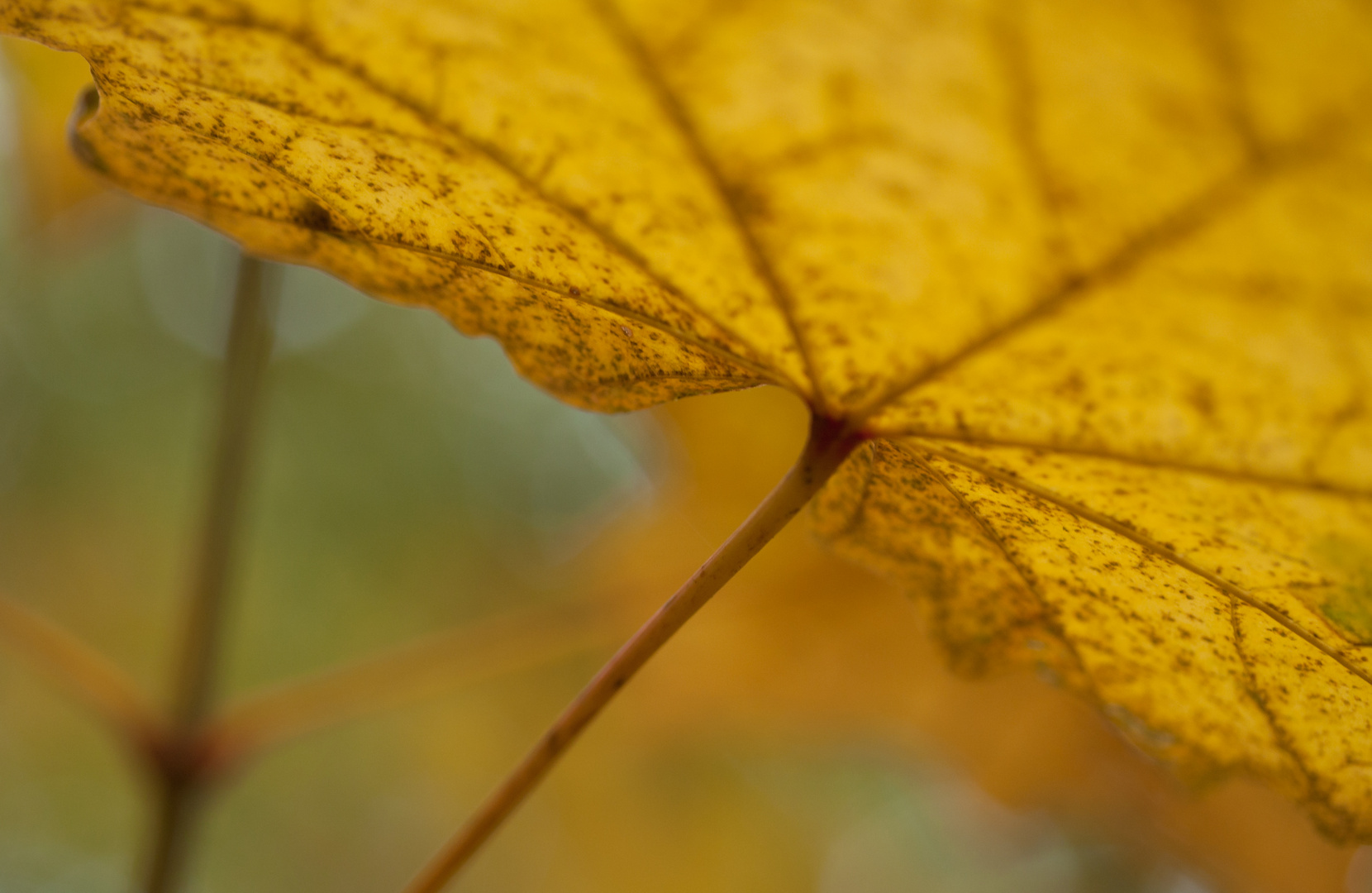 Goldene Blätter