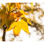 goldene Blätter im Herbst