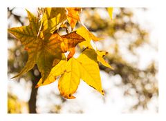 goldene Blätter im Herbst