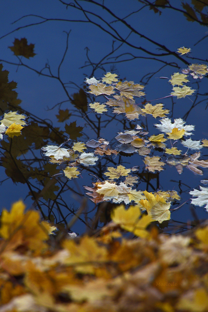 Goldene Blätter im Wasser