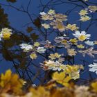 Goldene Blätter im Wasser