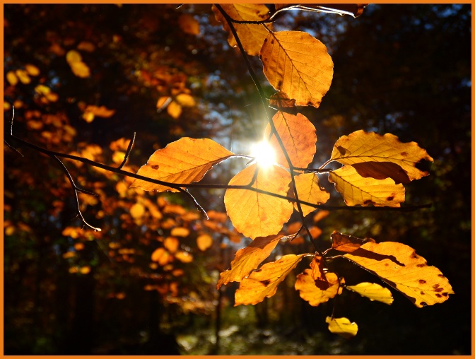 Goldene Blätter in der mittaglichen Herbstsonne