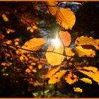 Goldene Blätter in der mittaglichen Herbstsonne