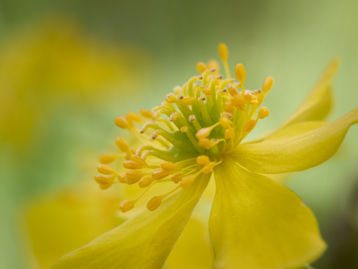 Goldene Blüte