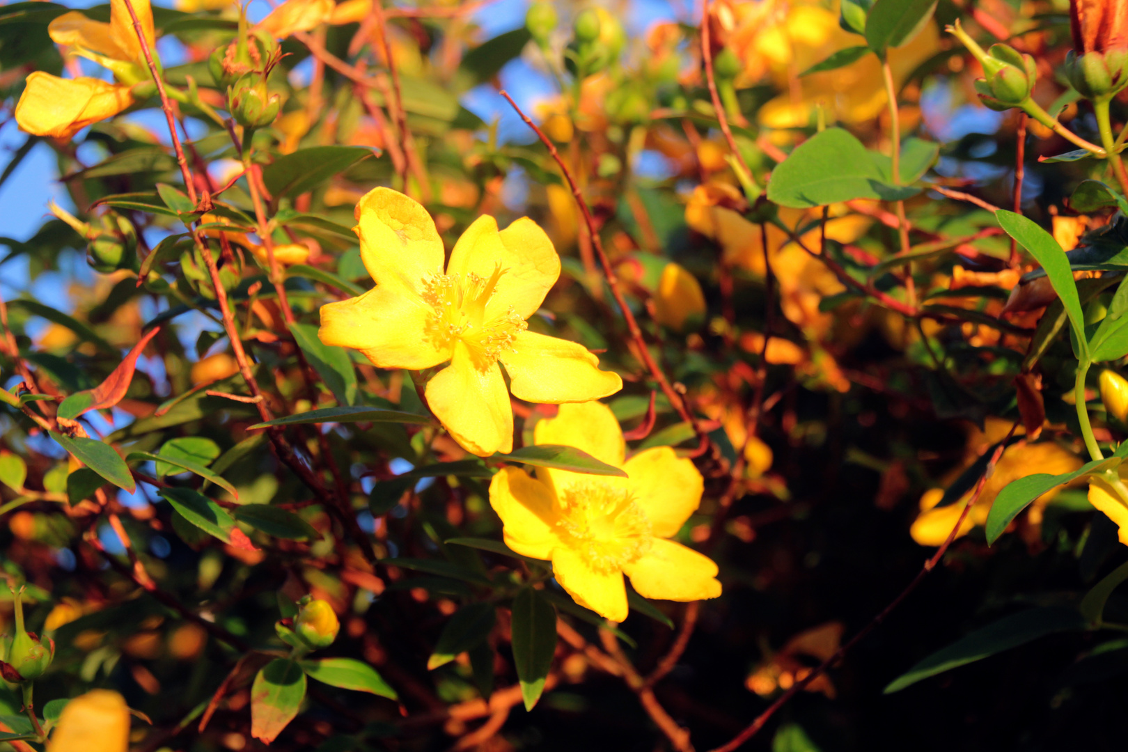 Goldene Blumen