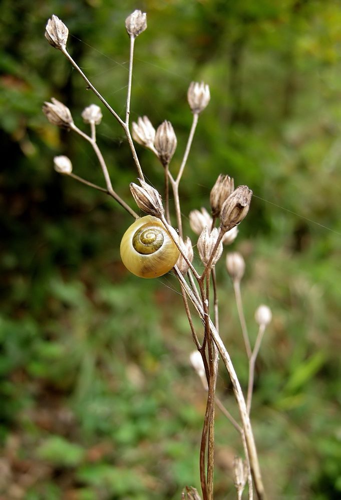 goldene Brosche