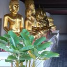 goldene Buddhas