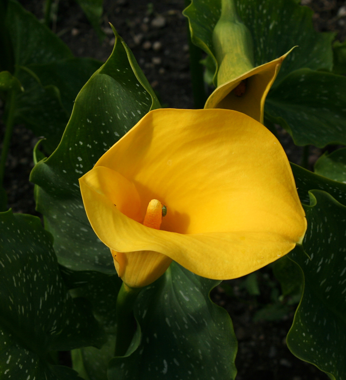 Goldene Calla